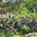 Berberis seroi - ENDEMISMO IBERICO